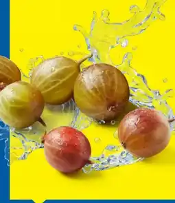 Lidl Rote Stachelbeeren Angebot