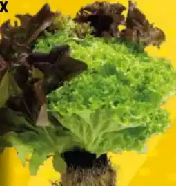 EDEKA Bandelt Edeka Herzstücke Ballensalat Mix Angebot