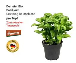 Globus Demeter bio basilikum Angebot