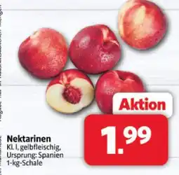 Markant Nektarinen Angebot