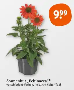 tegut Sonnenhut echinacea Angebot