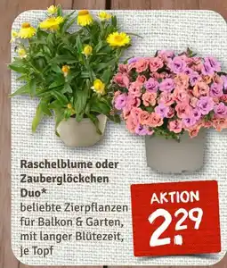 nahkauf Raschelblume oder zauberglöckchen duo Angebot