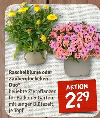 nahkauf Raschelblume oder zauberglöckchen duo Angebot