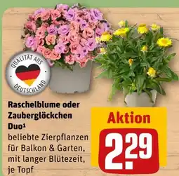 REWE Raschelblume oder zauberglöckchen duo Angebot