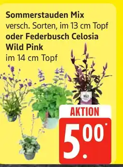 Edeka Sommerstauden mix Angebot