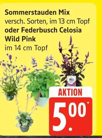 Edeka Sommerstauden mix Angebot