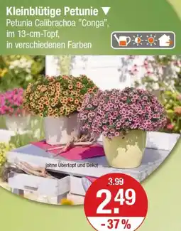 V Markt Kleinblütige Petunie Angebot