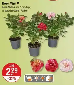 V Markt Rose Mini Angebot
