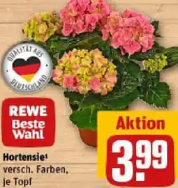 REWE Hortensie Angebot