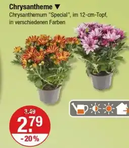 V Markt Chrysantheme Angebot