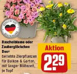 REWE Raschelblume oder Zauberglöckchen Duo Angebot