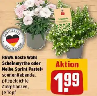 REWE REWE Beste Wahl Scheinmyrthe oder Nelke Sprint Pastel Angebot