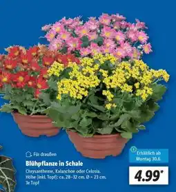 Lidl Blühpflanze in Schale Angebot