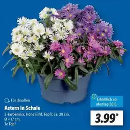 Lidl Astern in Schale Angebot