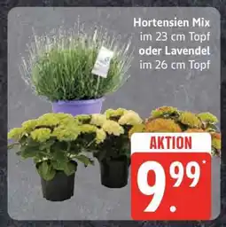 Edeka Hortensien Mix oder Lavendel Angebot