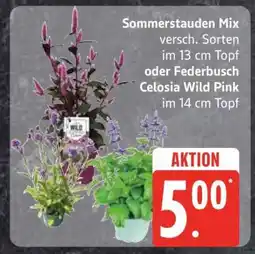 Edeka Sommerstauden Mix oder Federbusch Celosia Wild Pink Angebot