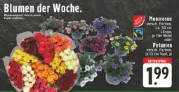 Edeka Moosrosen oder Petunien Angebot