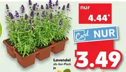 Kaufland Lavendel als 6er-Pack je Angebot