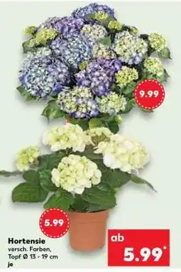 Kaufland Hortensie Angebot