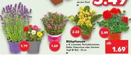 Kaufland Blühpflanzen Angebot