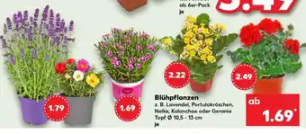 Kaufland Blühpflanzen Angebot
