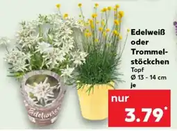 Kaufland Edelweiß oder Trommelstöckchen Angebot