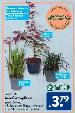 Aldi Süd Asia-Gartenpflanze Angebot