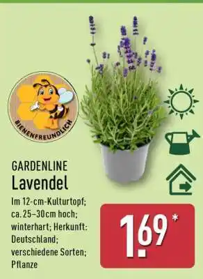 Aldi Nord GARDENLINE Lavendel Angebot