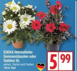Edeka EDEKA Heimatliebe Sommerstauden oder Dahlien XL Angebot