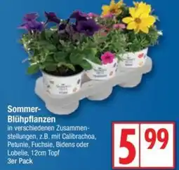 Edeka Sommer- Blühpflanzen Angebot