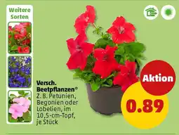 PENNY Versch. Beetpflanzen Angebot