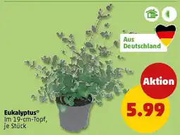 PENNY Eukalyptus Angebot