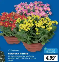 Lidl Blühpflanze in Schale Angebot