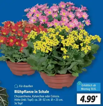 Lidl Blühpflanze in Schale Angebot