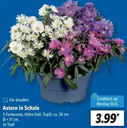 Lidl Astern in Schale Angebot