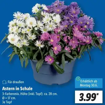 Lidl Astern in Schale Angebot