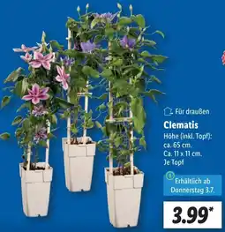 Lidl Clematis Angebot