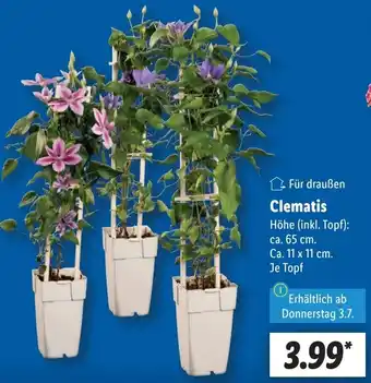 Lidl Clematis Angebot