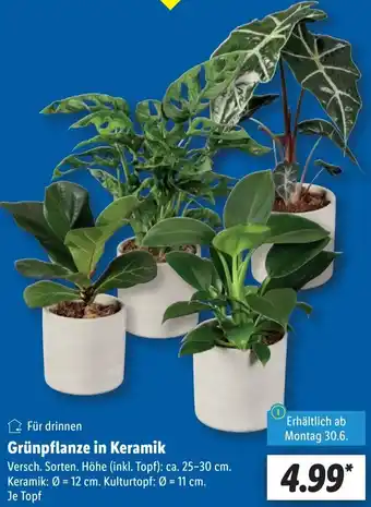 Lidl Grünpflanze in Keramik Angebot