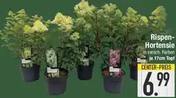 E-Center Rispen Hortensie Angebot