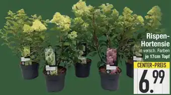 E-Center Rispen Hortensie Angebot