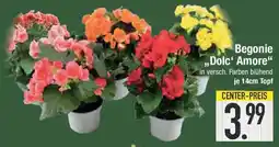 E-Center Begonie ,,Dolc' Amore" Angebot