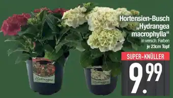 E-Center Hortensien-Busch ,,Hydrangea macrophylla" Angebot