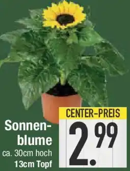 E-Center Sonnenblume Angebot