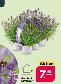 NETTO 6er-Pack Lavendel Angebot