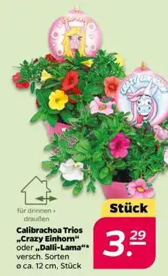 NETTO Calibrachoa Trios 'Crazy Einhorn' oder 'Dalli-Lama' Angebot