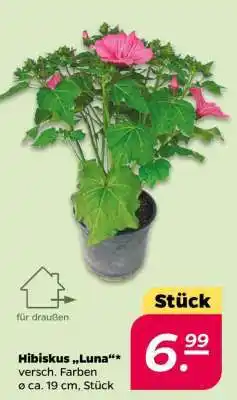 NETTO Hibiskus „Luna“ Angebot