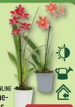 Aldi Nord Gardenline Phalaenopsis Angebot