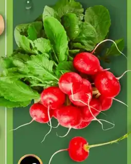 Aldi Nord Radieschen Angebot
