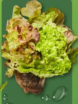 Aldi Nord Salate mit Wurzelballen Angebot